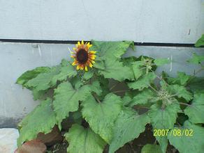 ����ȸ�������Ӯ��Ƶ��ȫ����ʮ������Сѧѧ�����쳿���ܷ�...